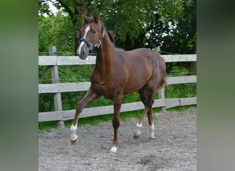 Oldenburg, Giumenta, 1 Anno, 172 cm, Sauro scuro