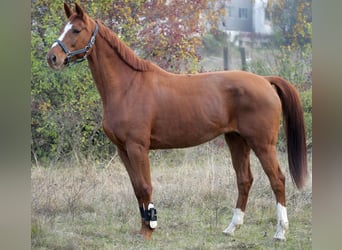 Oldenburg, Giumenta, 20 Anni, 173 cm, Sauro scuro