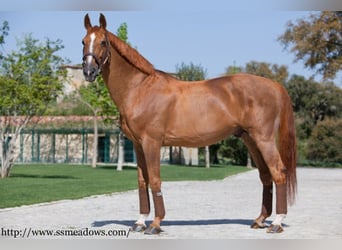 Oldenburg, Giumenta, 20 Anni, 173 cm, Sauro scuro