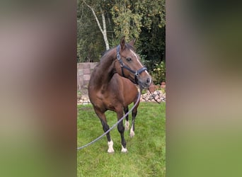 Oldenburg, Giumenta, 21 Anni, 160 cm, Baio