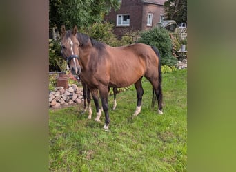 Oldenburg, Giumenta, 21 Anni, 160 cm, Baio