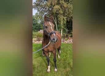 Oldenburg, Giumenta, 21 Anni, 160 cm, Baio