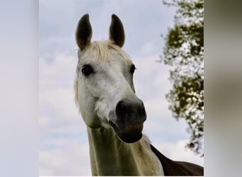 Oldenburg, Giumenta, 23 Anni, 168 cm, Grigio