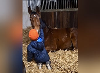 Oldenburg, Giumenta, 2 Anni, 164 cm, Baio