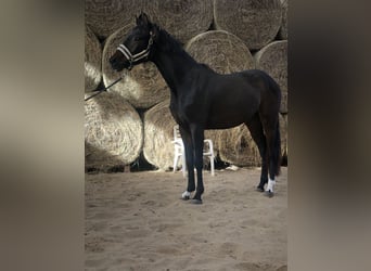 Oldenburg, Giumenta, 2 Anni, 165 cm, Baio scuro