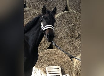 Oldenburg, Giumenta, 2 Anni, 165 cm, Baio scuro