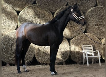 Oldenburg, Giumenta, 2 Anni, 165 cm, Baio scuro