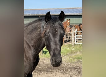 Oldenburg, Giumenta, 2 Anni, 165 cm, Morello