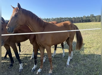 Oldenburg, Giumenta, 2 Anni, 167 cm, Sauro scuro