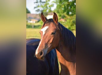 Oldenburg, Giumenta, 2 Anni, 168 cm, Baio