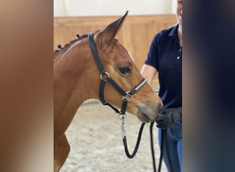 Oldenburg, Giumenta, 2 Anni, 168 cm, Baio