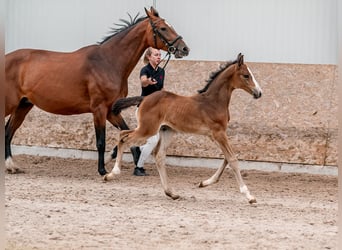 Oldenburg, Giumenta, 2 Anni, 169 cm, Baio ciliegia