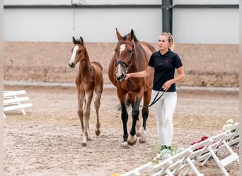 Oldenburg, Giumenta, 2 Anni, 169 cm, Baio ciliegia