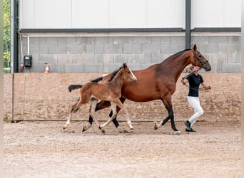 Oldenburg, Giumenta, 2 Anni, 169 cm, Baio ciliegia