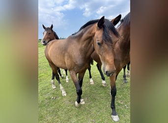 Oldenburg, Giumenta, 2 Anni, 170 cm, Baio