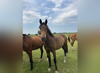 Oldenburg, Giumenta, 2 Anni, 170 cm, Baio