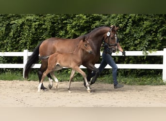 Oldenburg, Giumenta, 2 Anni, 170 cm, Baio