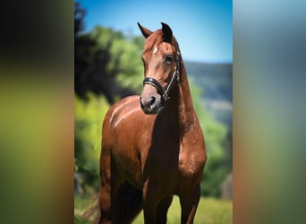 Oldenburg, Giumenta, 2 Anni, 170 cm, Sauro