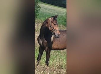 Oldenburg, Giumenta, 2 Anni, 172 cm, Baio