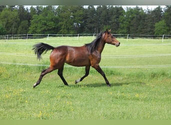 Oldenburg, Giumenta, 2 Anni, 172 cm, Baio scuro