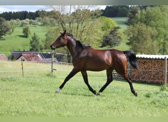 Oldenburg, Giumenta, 2 Anni, 172 cm, Baio scuro