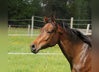 Oldenburg, Giumenta, 2 Anni, 172 cm, Baio scuro