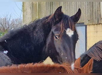 Oldenburg, Giumenta, 2 Anni, 173 cm, Baio nero