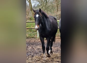 Oldenburg, Giumenta, 2 Anni, 173 cm, Baio nero