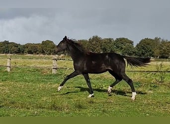 Oldenburg, Giumenta, 2 Anni, 173 cm, Baio nero