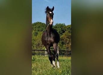 Oldenburg, Giumenta, 2 Anni, 173 cm, Baio nero