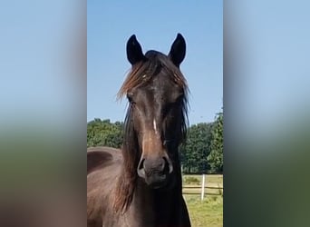 Oldenburg, Giumenta, 2 Anni, 173 cm, Baio nero