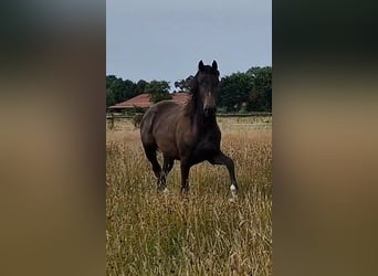 Oldenburg, Giumenta, 2 Anni, 173 cm, Baio nero