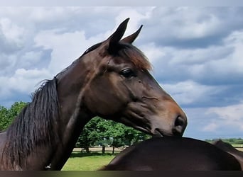 Oldenburg, Giumenta, 2 Anni, 173 cm, Baio nero