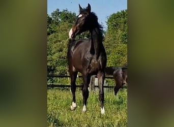 Oldenburg, Giumenta, 2 Anni, 173 cm, Baio nero