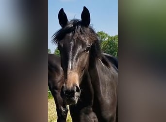 Oldenburg, Giumenta, 2 Anni, 173 cm, Baio nero