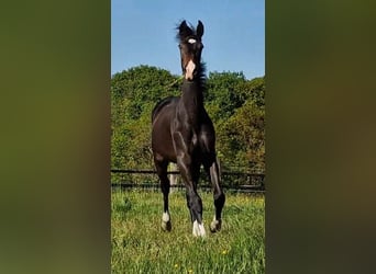 Oldenburg, Giumenta, 2 Anni, 173 cm, Baio nero