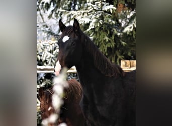 Oldenburg, Giumenta, 2 Anni, 173 cm, Baio nero