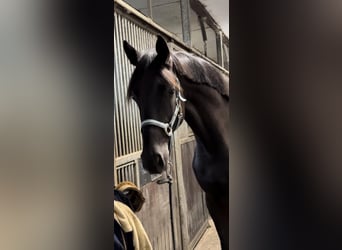 Oldenburg, Giumenta, 2 Anni, 173 cm, Morello