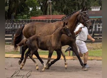 Oldenburg, Giumenta, 2 Anni, 173 cm, Morello