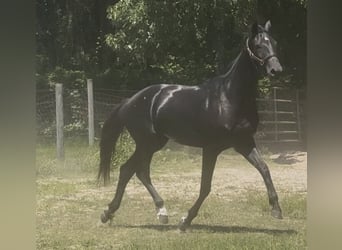 Oldenburg, Giumenta, 2 Anni, 173 cm, Morello