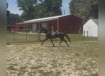 Oldenburg, Giumenta, 2 Anni, 173 cm, Morello