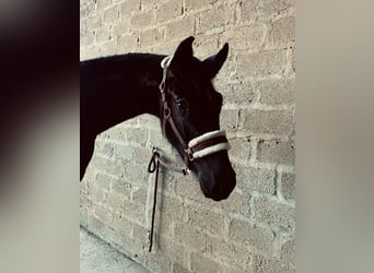 Oldenburg, Giumenta, 2 Anni, Baio nero