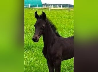 Oldenburg, Giumenta, 2 Anni, Baio nero