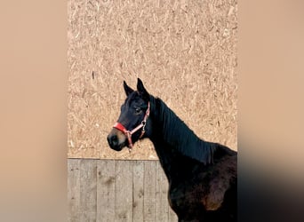 Oldenburg, Giumenta, 2 Anni, Baio nero