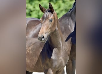 Oldenburg, Giumenta, 2 Anni, Baio nero