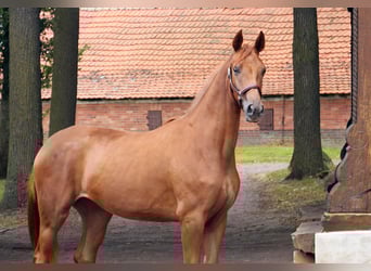 Oldenburg, Giumenta, 2 Anni