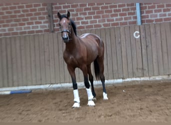 Oldenburg, Giumenta, 2 Anni