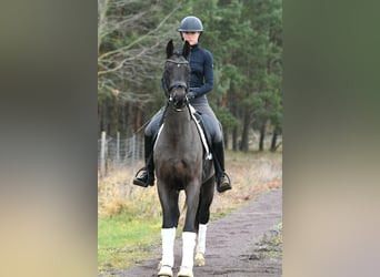 Oldenburg, Giumenta, 3 Anni, 156 cm, Baio scuro