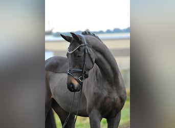 Oldenburg, Giumenta, 3 Anni, 156 cm, Baio scuro