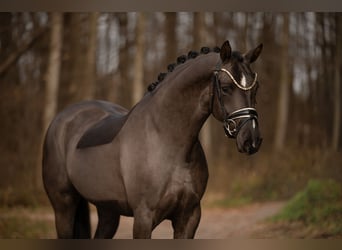 Oldenburg, Giumenta, 3 Anni, 162 cm, Baio nero